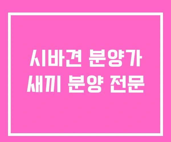 시바견 분양가 새끼 분양 전문 시바견 분양가 새끼 분양 전문