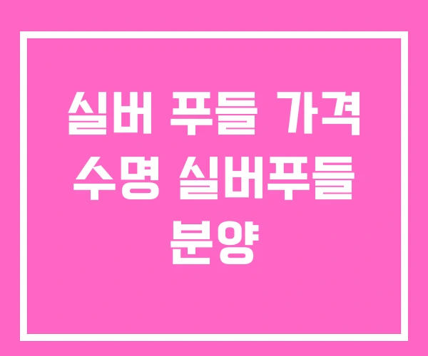 실버 푸들 가격 수명 실버푸들 분양