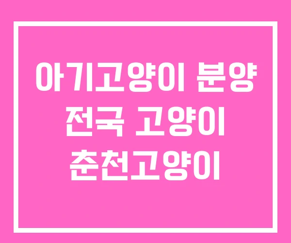 아기고양이 분양 전국 고양이 춘천고양이 아기고양이 분양 전국 고양이 춘천고양이