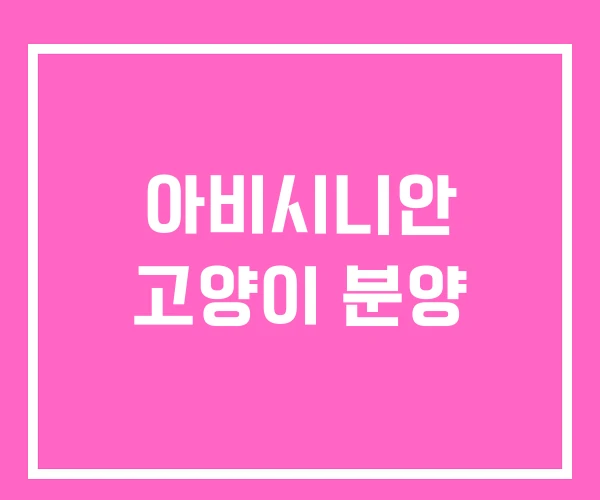 아비시니안 고양이 분양 아비시니안 고양이 분양