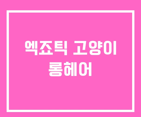 엑죠틱 고양이 롱헤어 엑죠틱 고양이 롱헤어