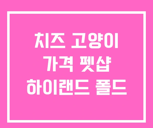 치즈 고양이 가격 펫샵 하이랜드 폴드 치즈 고양이 가격 펫샵 하이랜드 폴드