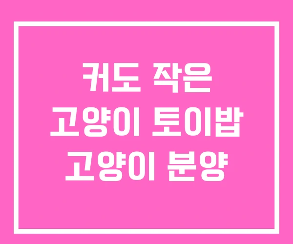 커도 작은 고양이 토이밥 고양이 분양