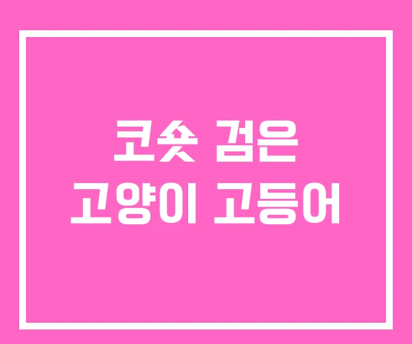 코숏 검은 고양이 고등어 코숏 검은 고양이 고등어