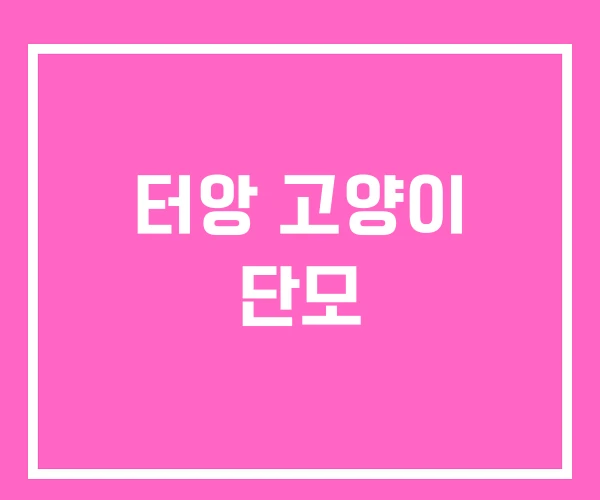 터앙 고양이 단모 터앙 고양이 단모