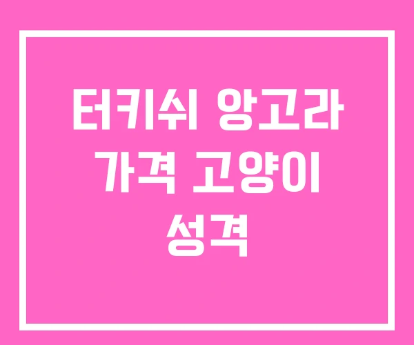 터키쉬 앙고라 가격 고양이 성격 터키쉬 앙고라 가격 고양이 성격