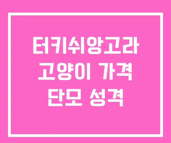 터키쉬앙고라 고양이 가격 단모 성격