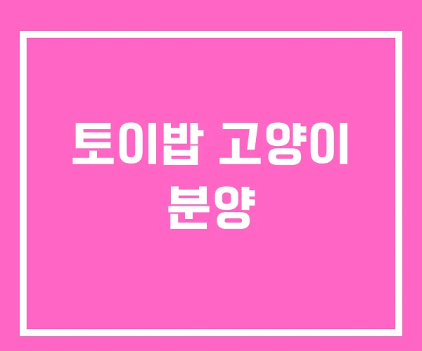 토이밥 고양이 분양 토이밥 고양이 분양