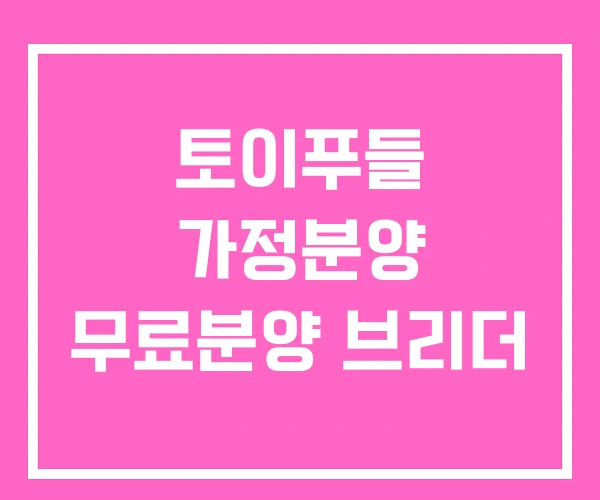 토이푸들 가정분양 무료분양 브리더 토이푸들 가정분양 무료분양 브리더