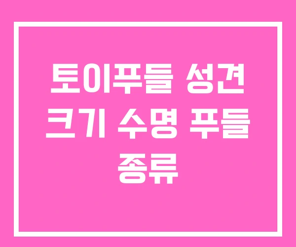 토이푸들 성견 크기 수명 푸들 종류
