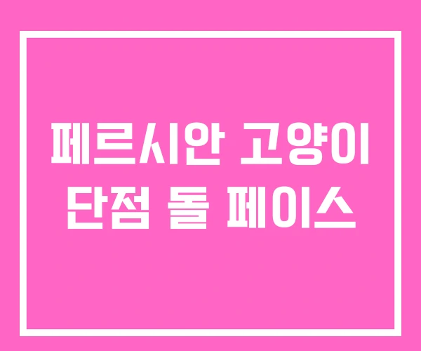페르시안 고양이 단점 돌 페이스
