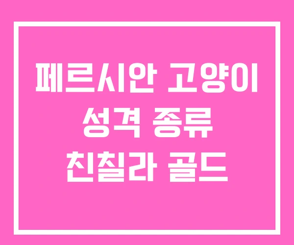 페르시안 고양이 성격 종류 친칠라 골드