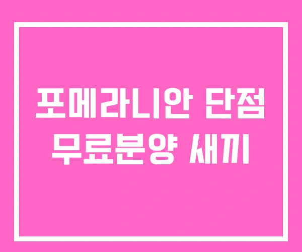 포메라니안 단점 무료분양 새끼 포메라니안 단점 무료분양 새끼