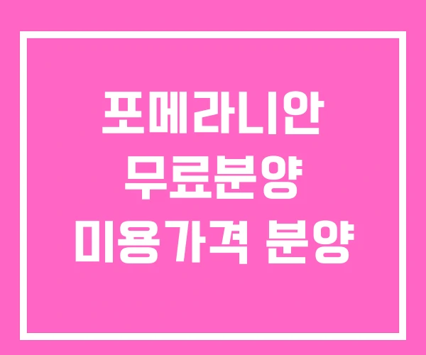 포메라니안 무료분양 미용가격 분양 포메라니안 무료분양 미용가격 분양