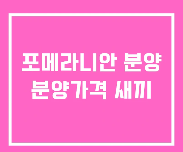 포메라니안 분양 분양가격 새끼