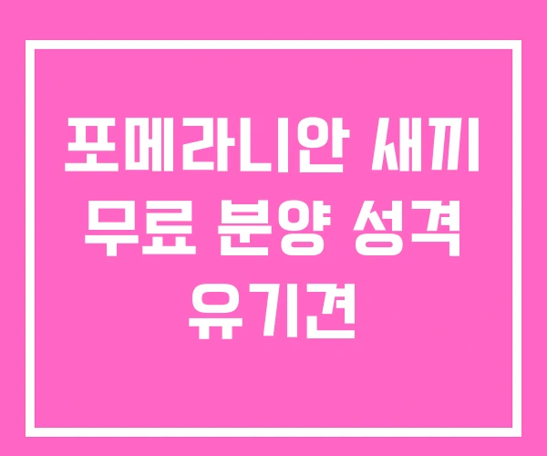 포메라니안 새끼 무료 분양 성격 유기견 포메라니안 새끼 무료 분양 성격 유기견