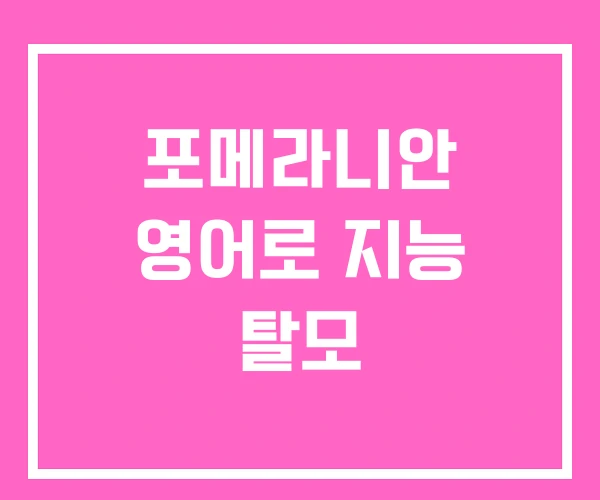 포메라니안 영어로 지능 탈모