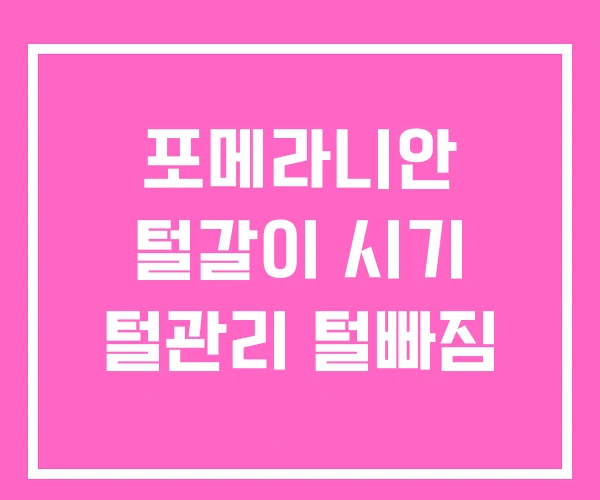 포메라니안 털갈이 시기 털관리 털빠짐