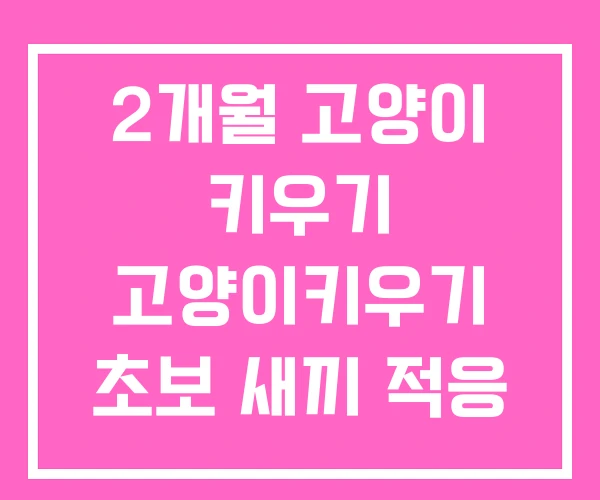 2개월 고양이 키우기 고양이키우기 초보 새끼 적응 기간