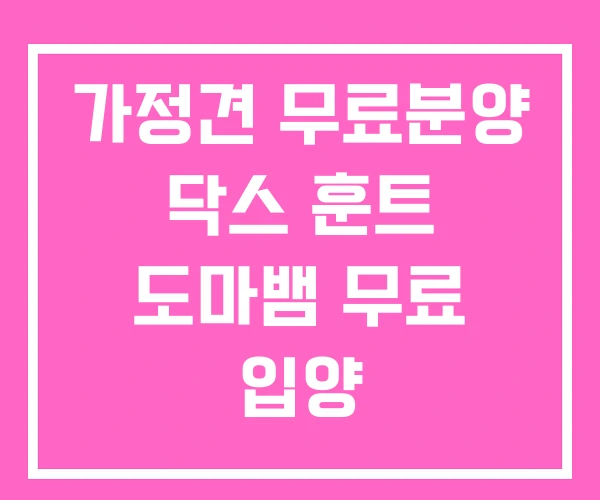 가정견 무료분양 닥스 훈트 도마뱀 무료 입양 가정견 무료분양 닥스 훈트 도마뱀 무료 입양
