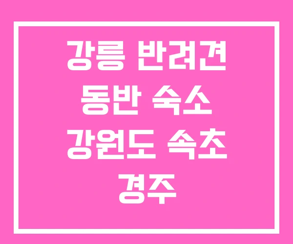 강릉 반려견 동반 숙소 강원도 속초 경주