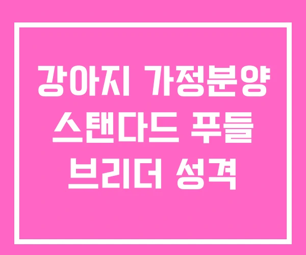 강아지 가정분양 스탠다드 푸들 브리더 성격