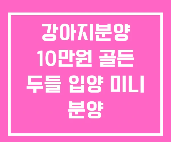 강아지분양 10만원 골든 두들 입양 미니 분양