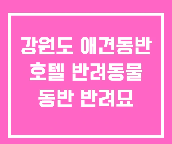 강원도 애견동반 호텔 반려동물 동반 반려묘