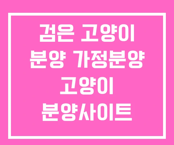 검은 고양이 분양 가정분양 고양이 분양사이트