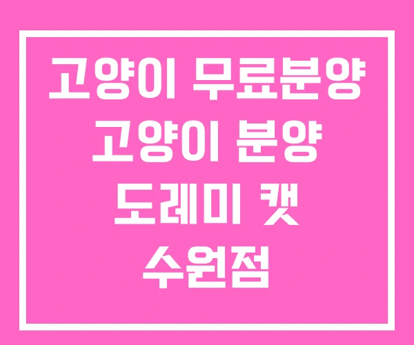 고양이 무료분양 고양이 분양 도레미 캣 수원점 고양이 무료분양 고양이 분양 도레미 캣 수원점