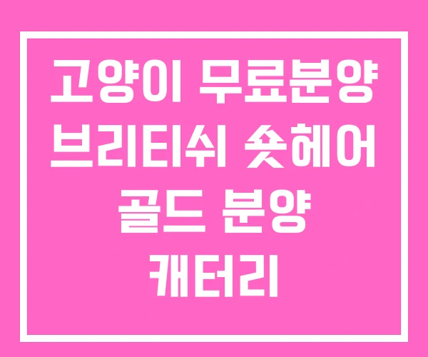 고양이 무료분양 브리티쉬 숏헤어 골드 분양 캐터리 고양이 무료분양 브리티쉬 숏헤어 골드 분양 캐터리