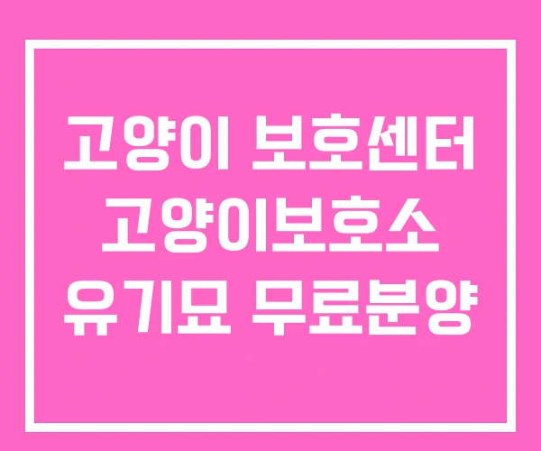 고양이 보호센터 고양이보호소 유기묘 무료분양 고양이 보호센터 고양이보호소 유기묘 무료분양