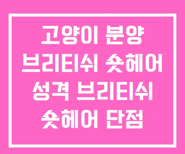 고양이 분양 브리티쉬 숏헤어 성격 브리티쉬 숏헤어 단점