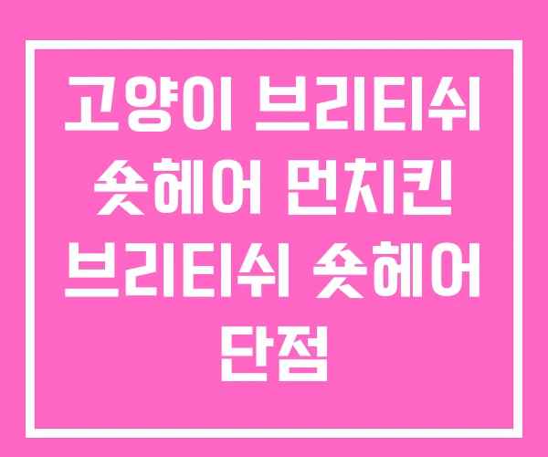 고양이 브리티쉬 숏헤어 먼치킨 브리티쉬 숏헤어 단점