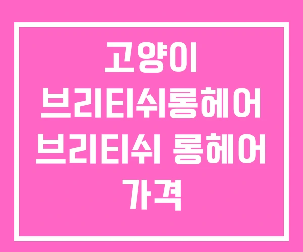 고양이 브리티쉬롱헤어 브리티쉬 롱헤어 가격