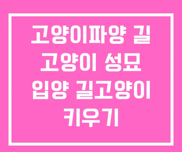 고양이파양 길 고양이 성묘 입양 길고양이 키우기