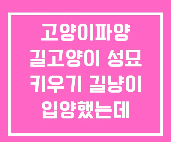 고양이파양 길고양이 성묘 키우기 길냥이 입양했는데