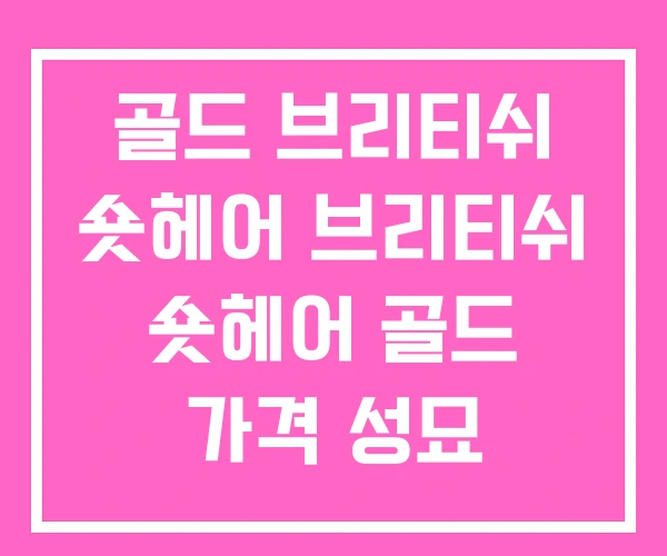 골드 브리티쉬 숏헤어 브리티쉬 숏헤어 골드 가격 성묘