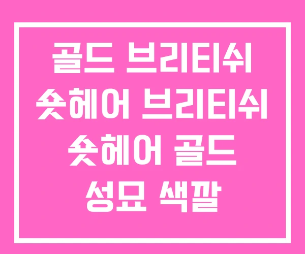 골드 브리티쉬 숏헤어 브리티쉬 숏헤어 골드 성묘 색깔 골드 브리티쉬 숏헤어 브리티쉬 숏헤어 골드 성묘 색깔
