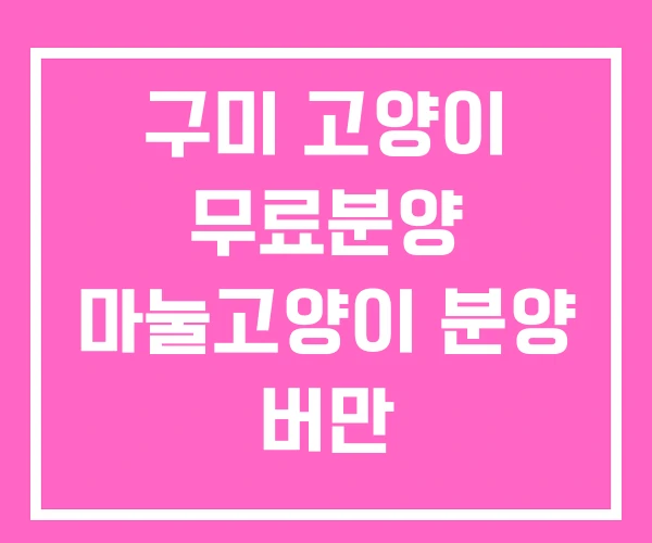 구미 고양이 무료분양 마눌고양이 분양 버만 구미 고양이 무료분양 마눌고양이 분양 버만