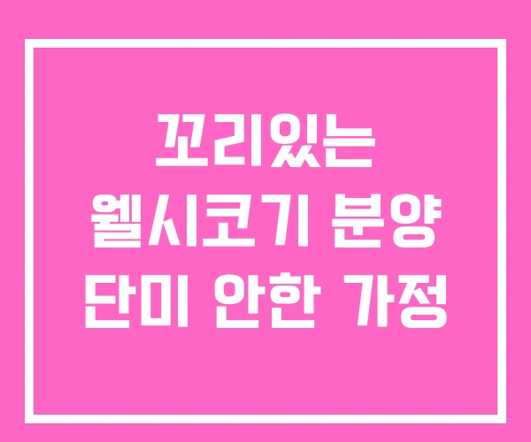 꼬리있는 웰시코기 분양 단미 안한 가정 꼬리있는 웰시코기 분양 단미 안한 가정