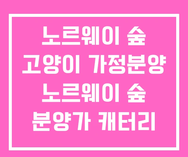 노르웨이 숲 고양이 가정분양 노르웨이 숲 분양가 캐터리 노르웨이 숲 고양이 가정분양 노르웨이 숲 분양가 캐터리