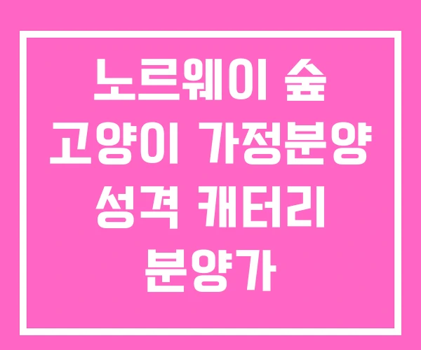 노르웨이 숲 고양이 가정분양 성격 캐터리 분양가