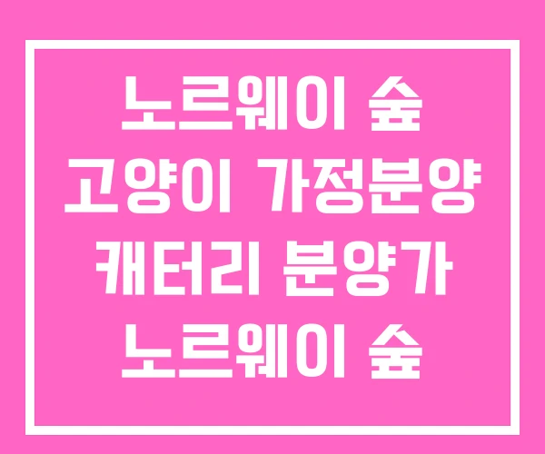 노르웨이 숲 고양이 가정분양 캐터리 분양가 노르웨이 숲 노르웨이 숲 고양이 가정분양 캐터리 분양가 노르웨이 숲