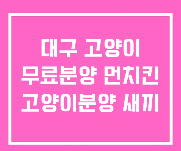 대구 고양이 무료분양 먼치킨 고양이분양 새끼