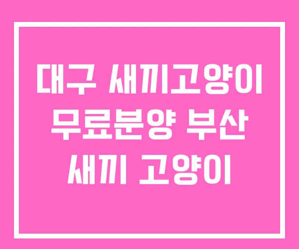 대구 새끼고양이 무료분양 부산 새끼 고양이