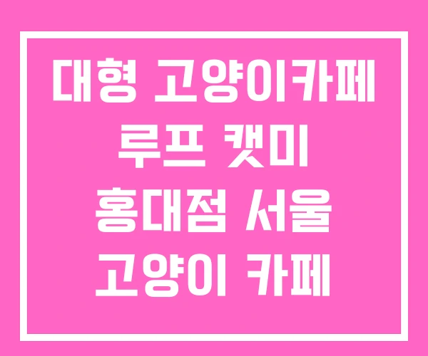 대형 고양이카페 루프 캣미 홍대점 서울 고양이 카페