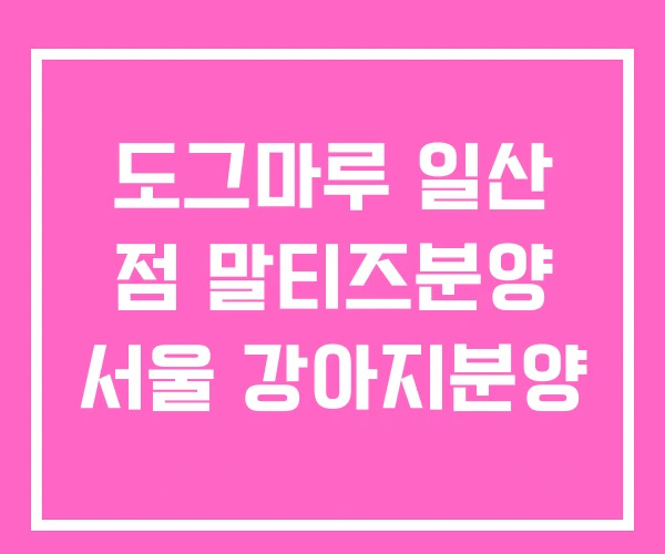 도그마루 일산 점 말티즈분양 서울 강아지분양 도그마루 일산 점 말티즈분양 서울 강아지분양