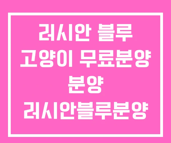 러시안 블루 고양이 무료분양 분양 러시안블루분양 가격