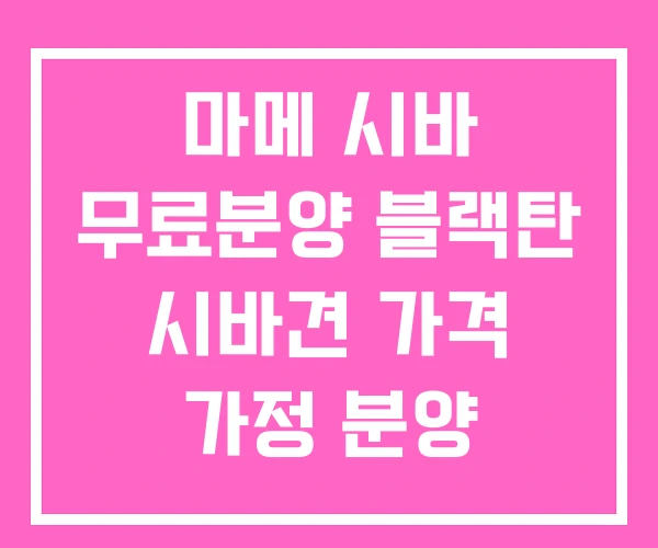 마메 시바 무료분양 블랙탄 시바견 가격 가정 분양